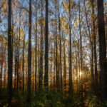 "Fall Forest No.1" by Thomas James Caldwell is licensed under CC BY-ND 2.0