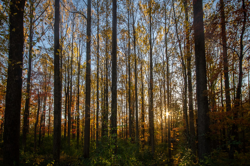 "Fall Forest No.1" by Thomas James Caldwell is licensed under CC BY-ND 2.0