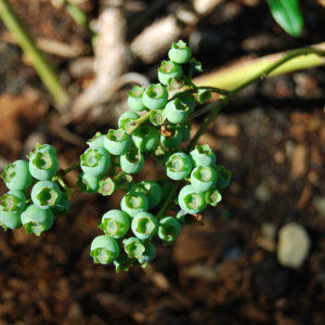 "New Green Blueberries in the Wildlife Habitat Garden" by Rachel Ford James is licensed under CC BY-NC-SA 2.0. To view a copy of this license, visit https://creativecommons.org/licenses/by-nc-sa/2.0/?ref=openverse&atype=rich